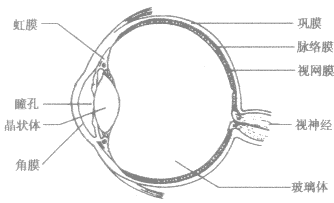 眼睛結構 眼睛結構